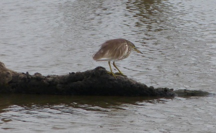 Sri Lanka MM Feb 2014-679 edited-1
